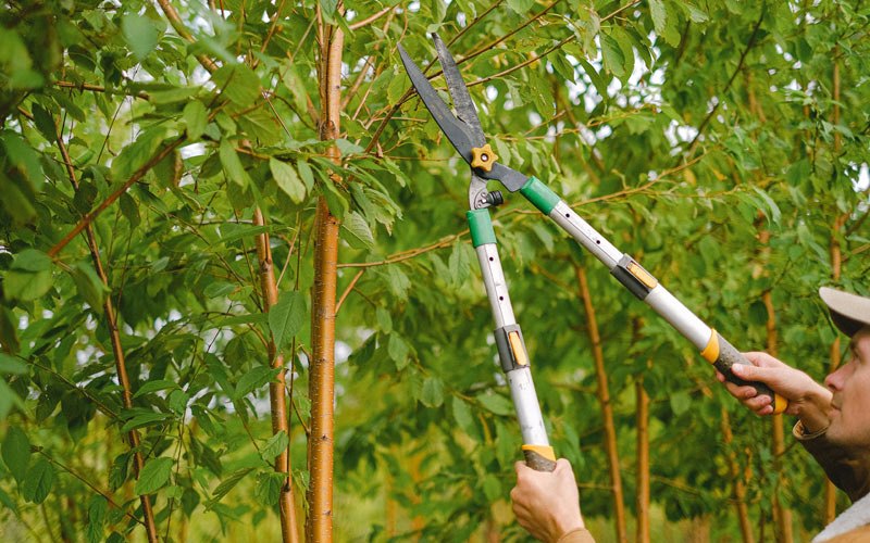 Tree trimming in Copper Center, AK